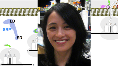 Shan honored for work uncovering mechanisms of signal recognition particle 