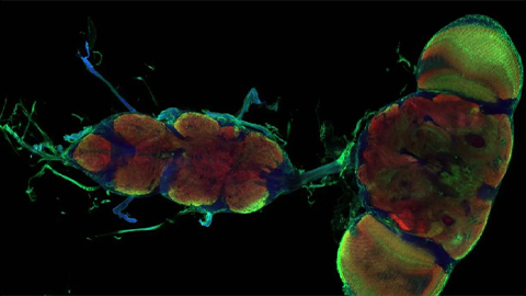 Astrocyte cells in the fruit fly brain are an on-off switch