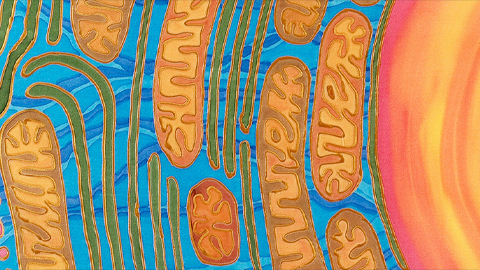 Could mitochondria be the key to a healthy brain?