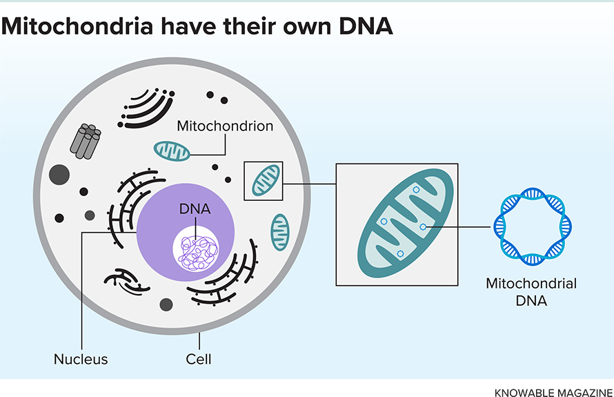 Mitochondria-DNA-890x575.jpg