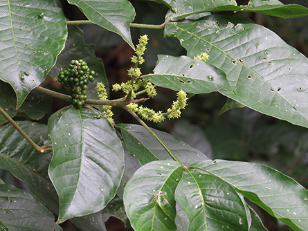 Melicope_xan_flowering_fruiting_branch-445x334.jpg