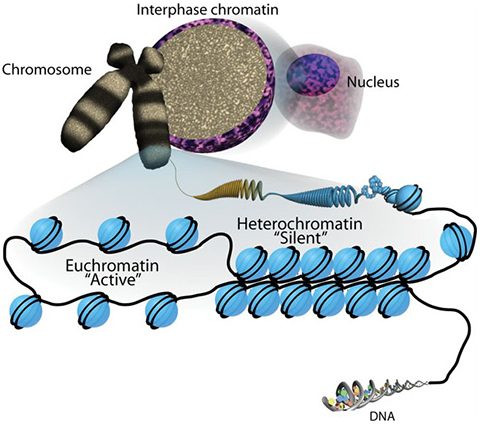 A cartoon illustrates how DNA (black) is organized by wrapping around nucleosomes (blue) which are made of eight histones subunits. Modifications to the flexible tails of these histones can determine their spacing and how the DNA is organized.