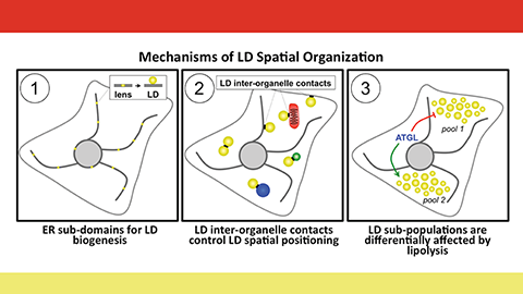 Organizing fat: Mechanisms of creating and organizing cellular lipid stores