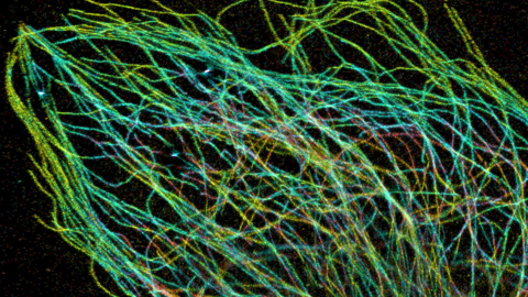 When Taxol met tubulin