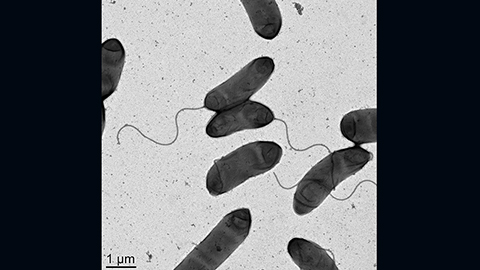 JBC: Antibiotic resistance in pandemic cholera