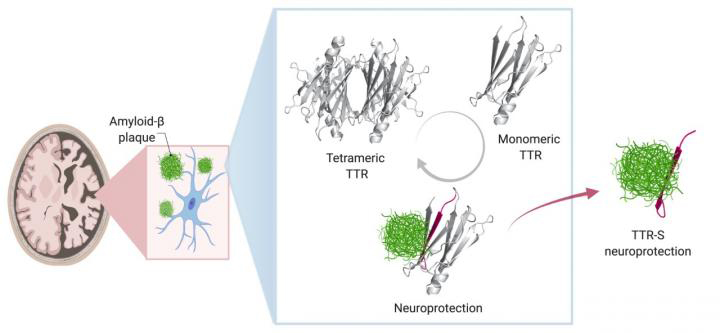 JBC-amyloid-beta-720x333.jpg