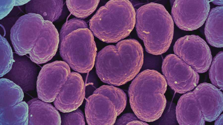 Did gonorrhea give us grandparents?