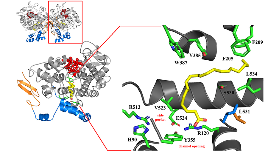 feb-lipid-news-Primary-900x506-1.jpg feb-lipid-news-Primary-900x506-1.jpg