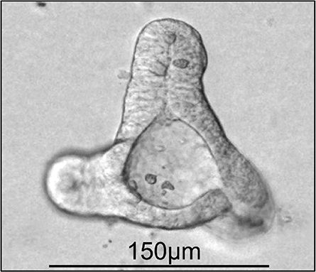 Minigut-445x383.jpg Minigut-445x383.jpg