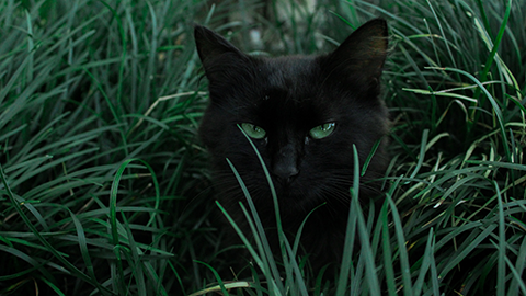 Cats communicate with the help of bacteria living in their butts