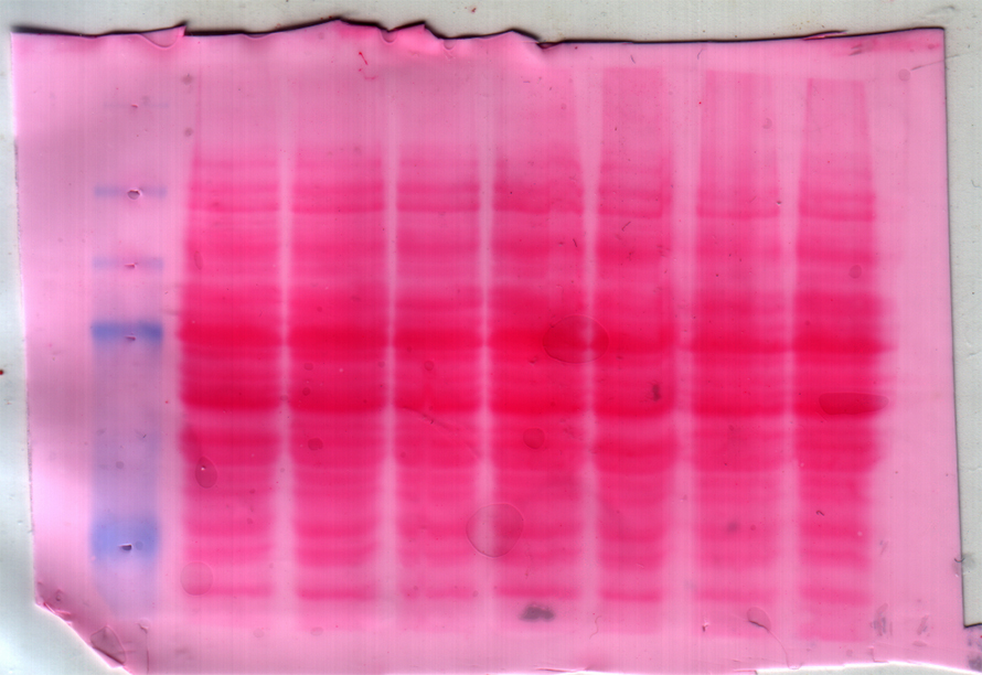 Western-blot-PonceauMembrane-890x612.jpg