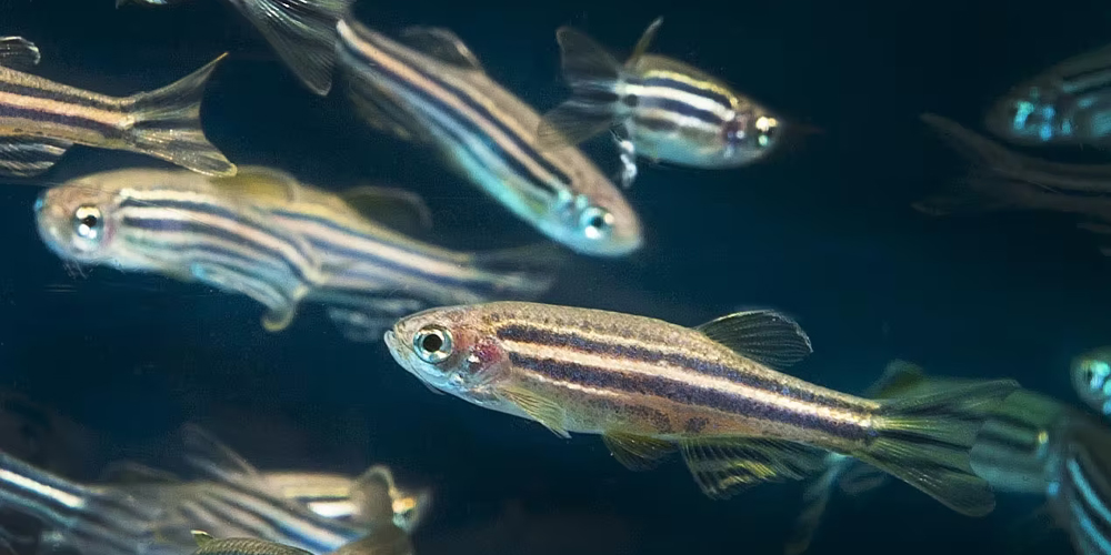 How a tiny pet store fish became the center of neuroscience research