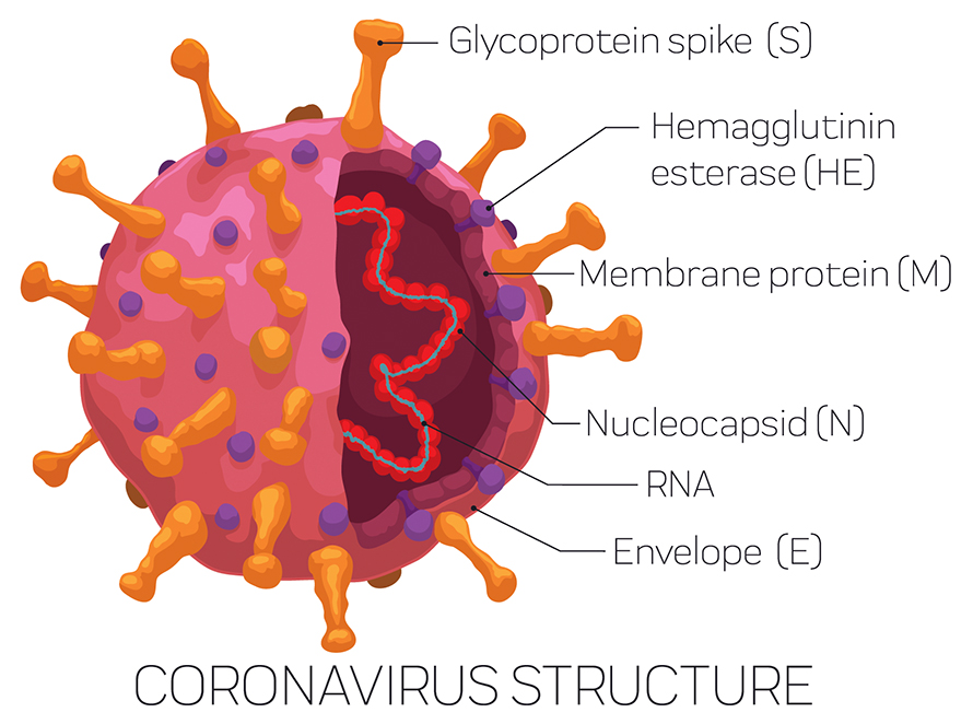 Coronavirus-structure-890x662.jpg
