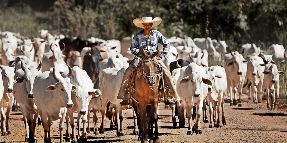 Major Production Constraints of Cattle