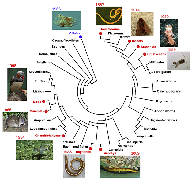 G-dna-elimination-organisms-627-600.jpg G-dna-elimination-organisms-627-600.jpg