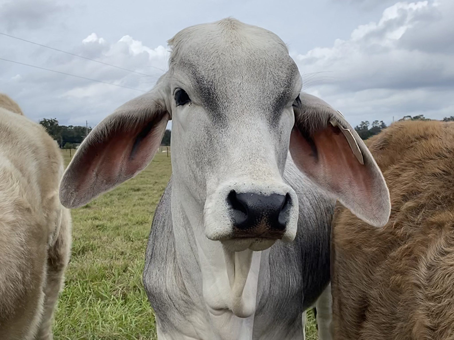 Brahman-cow-890x668-1.jpg Brahman-cow-890x668-1.jpg