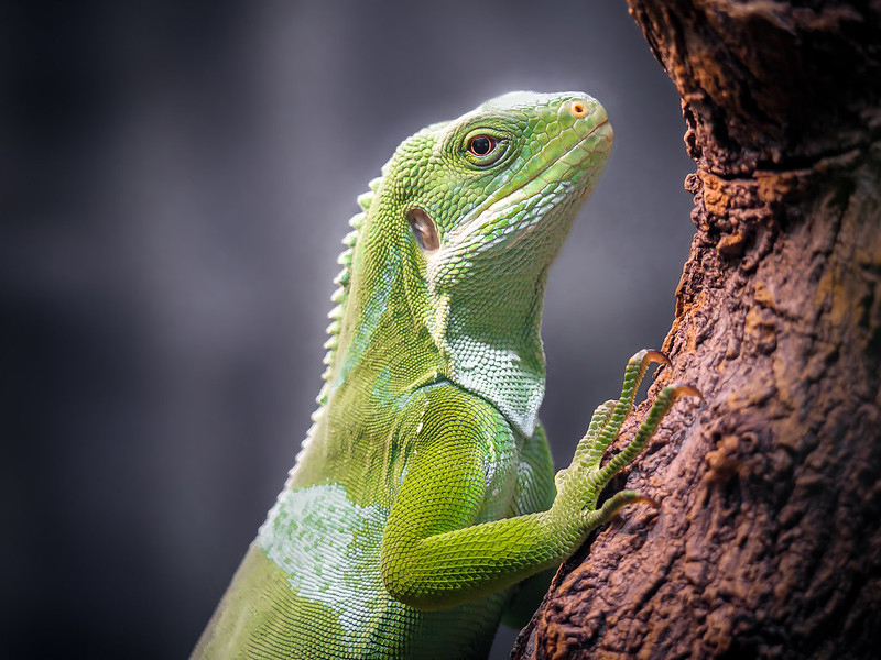 Iguana-800x600.jpg Iguana-800x600.jpg
