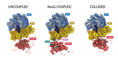 New studies define transcription–translation coupling