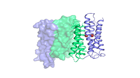 Going up: Discovering a protein’s ‘elevator motion’ could spur new cancer treatments