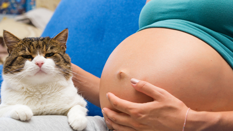 This common parasite causes birth defects — but the US doesn’t screen for it during pregnancy