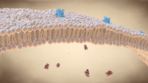 Researchers target cell membrane for cancer research
