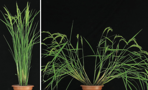 P-lazy-rice-609x372.jpg P-lazy-rice-609x372.jpg