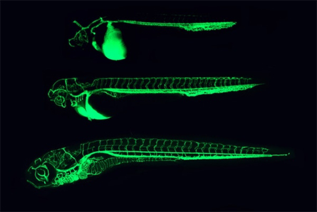 Zebrafish-445x297.jpg Zebrafish-445x297.jpg