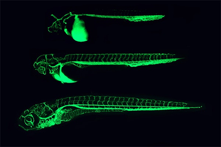 Zebrafish-445x297.jpg