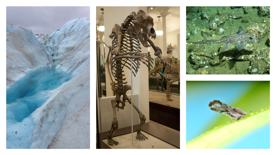 The proteome of the cave bear