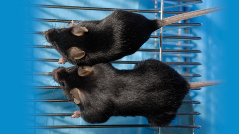 Rodents in space Keeping bone and muscle strong on the ISS