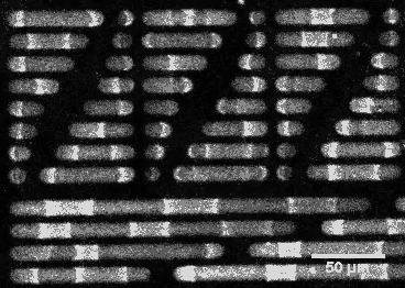 cell-oscillations-368x262.gif cell-oscillations-368x262.gif