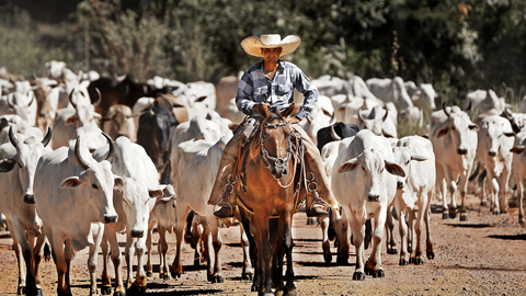Biotechnology could change the cattle industry. Will it succeed?