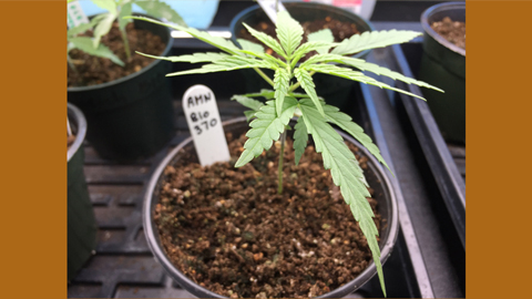 What’s the best way to identify male hemp seedlings?