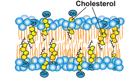 The many layers of cholesterol regulation