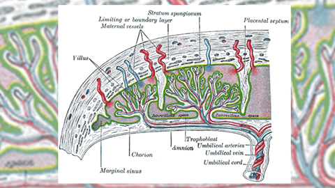 The placenta: a mysterious organ