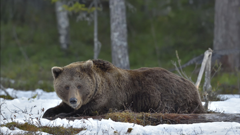 Cholesterol lessons from bears