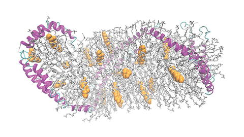 JLR: A close-up of nascent HDL formation