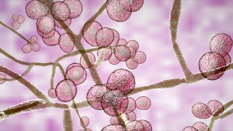 Deadly fungal infections