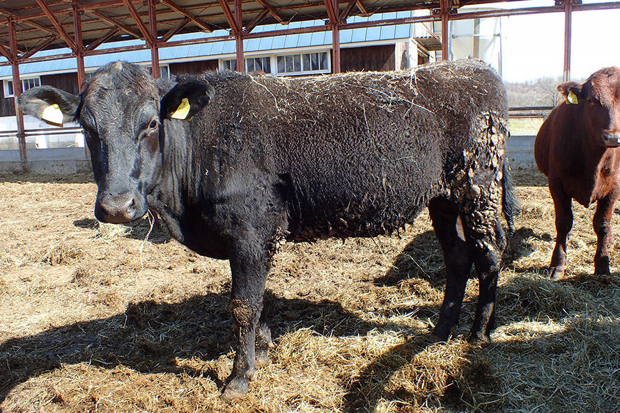 Bovine-890x594.jpg Bovine-890x594.jpg