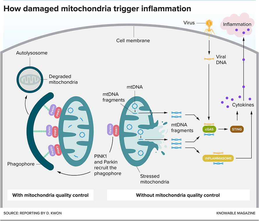 Damaged-Mitochondria-890x760.jpg