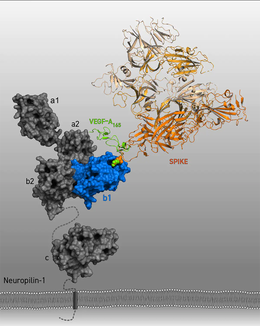 Spike-protein-890x1115.jpg Spike-protein-890x1115.jpg