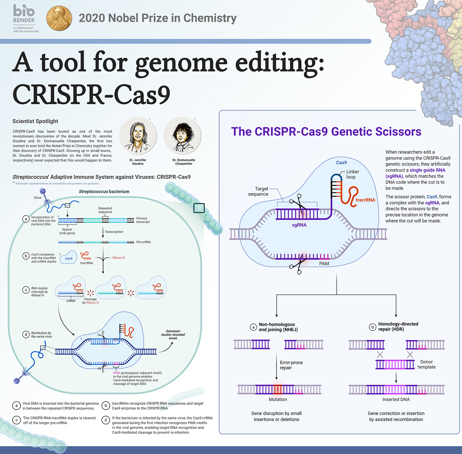 Tool-for-Genome-Editing-1500x1476.jpg