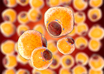 Adipocytes-445x318.jpg