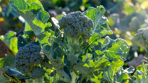 Broccoli consumption protects gut lining, reduces disease in mice