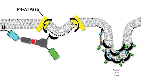 Flipping lipids to deform membranes