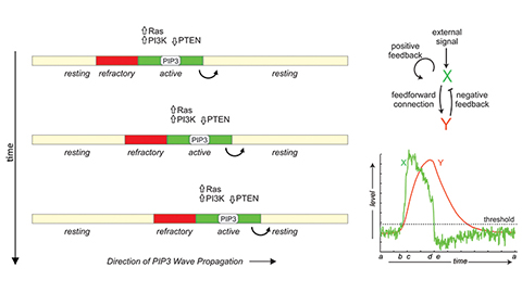 Reaction diffusion waves of phosphoinositides in the membrane