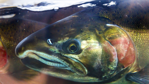 Can probiotics change fish behavior?