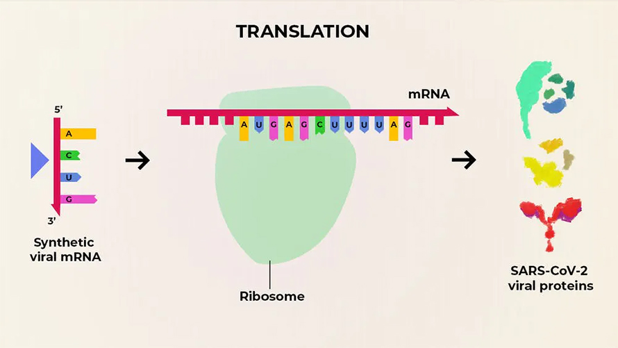 mrna sequence mrna sequence