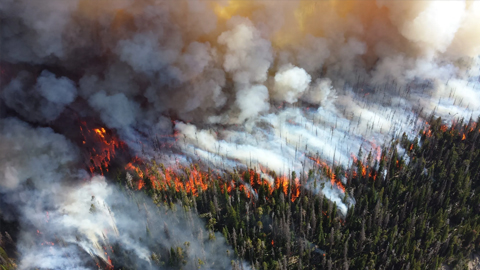 Wildfires are burning with an intensity that microbial communities haven’t evolved to endure