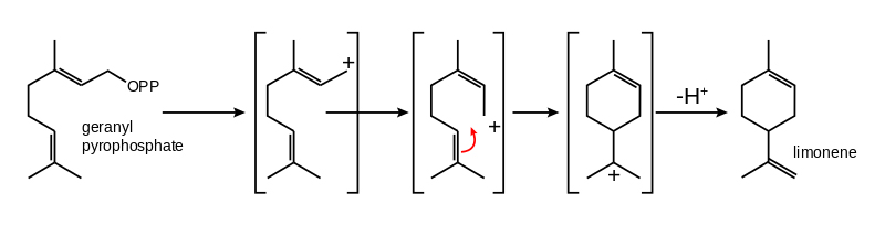 LimoneneBiosynthesis-800x204.jpg